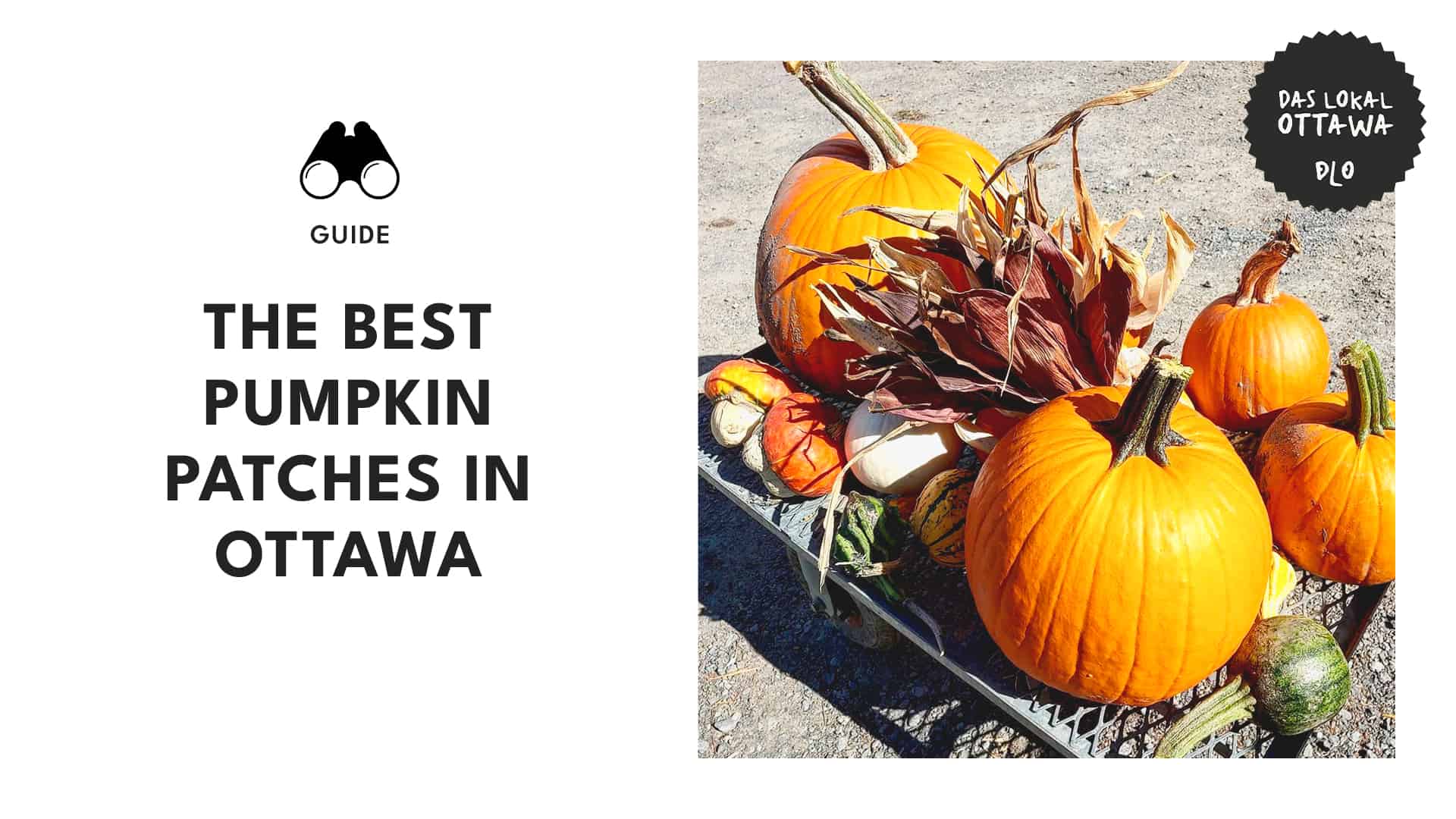 Pumpkin Paradise Ottawa's Best Pumpkin Patches