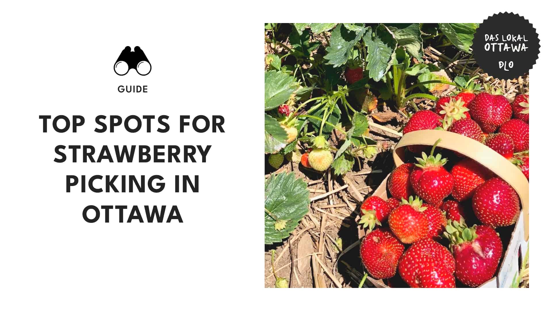 Stay Sweet 10 Best Strawberry Picking Farms in Ottawa_1