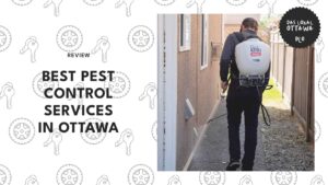 5 Best Pest Control Services in Ottawa