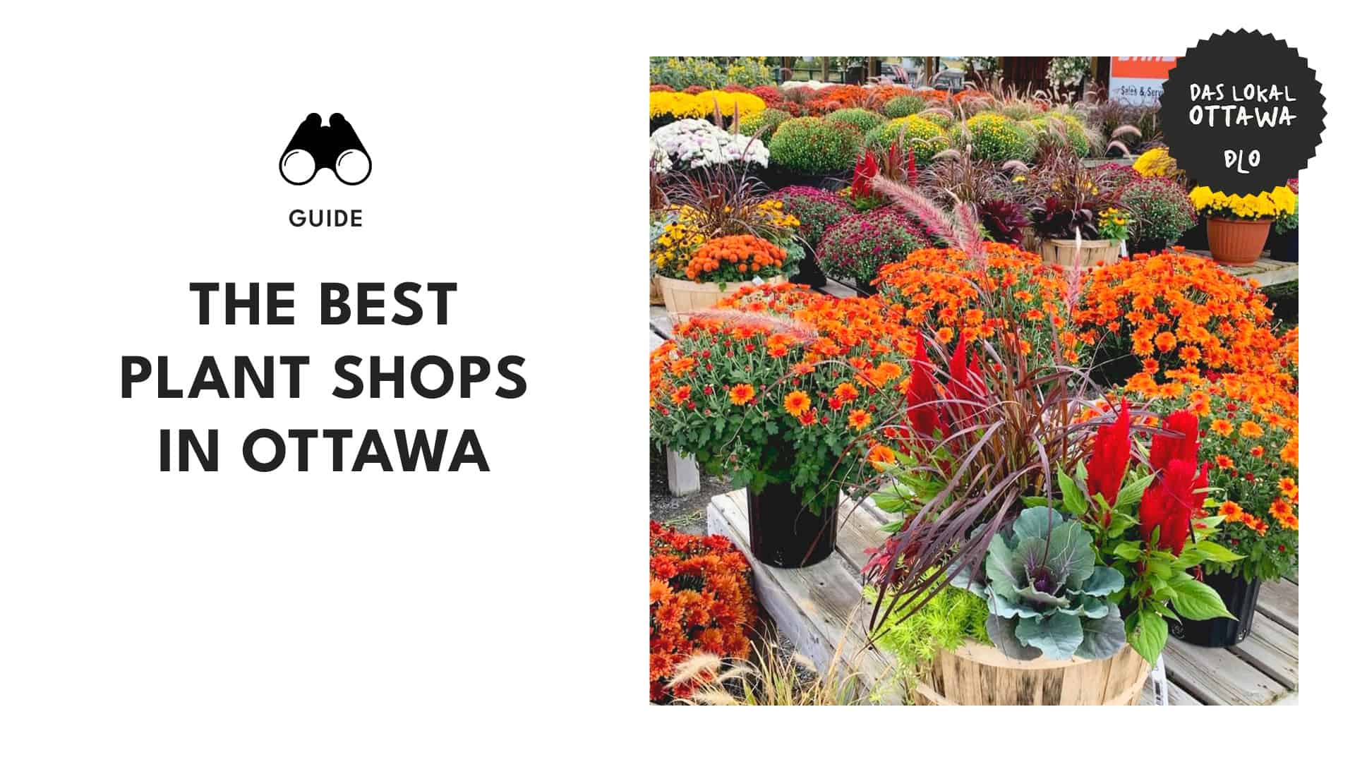 Floral Finds Top Plant Shops in Ottawa