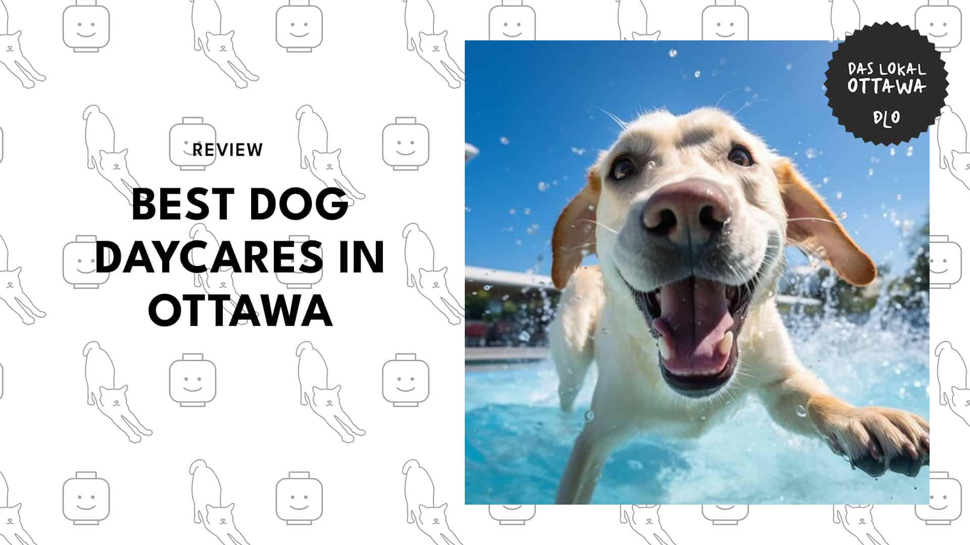 dog-daycares-in-ottawa