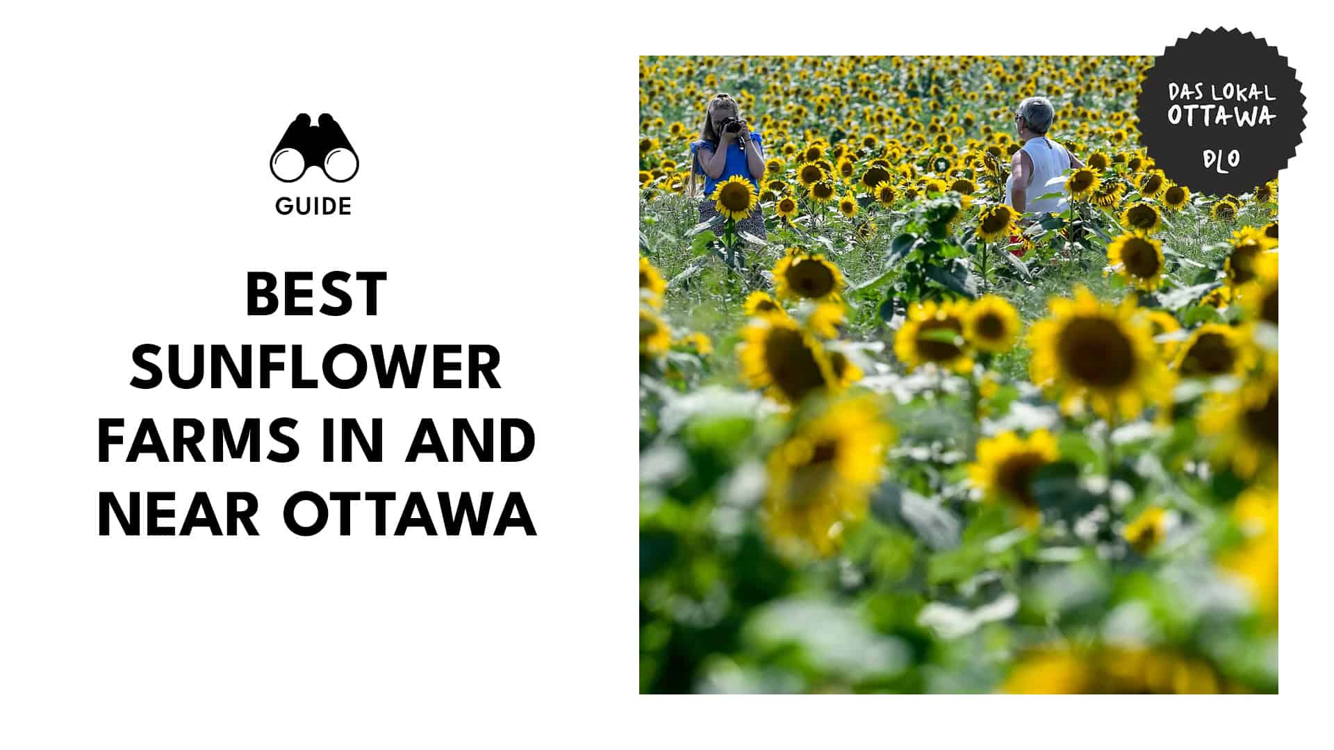 sunflower-farms-in-and-near-ottawa