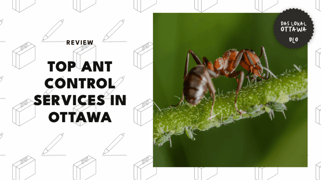 5 Best Ant Control Services in Ottawa That’ll Send Them Marching 
